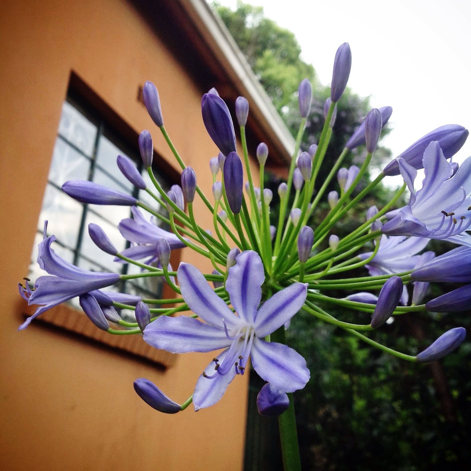 agapanthus