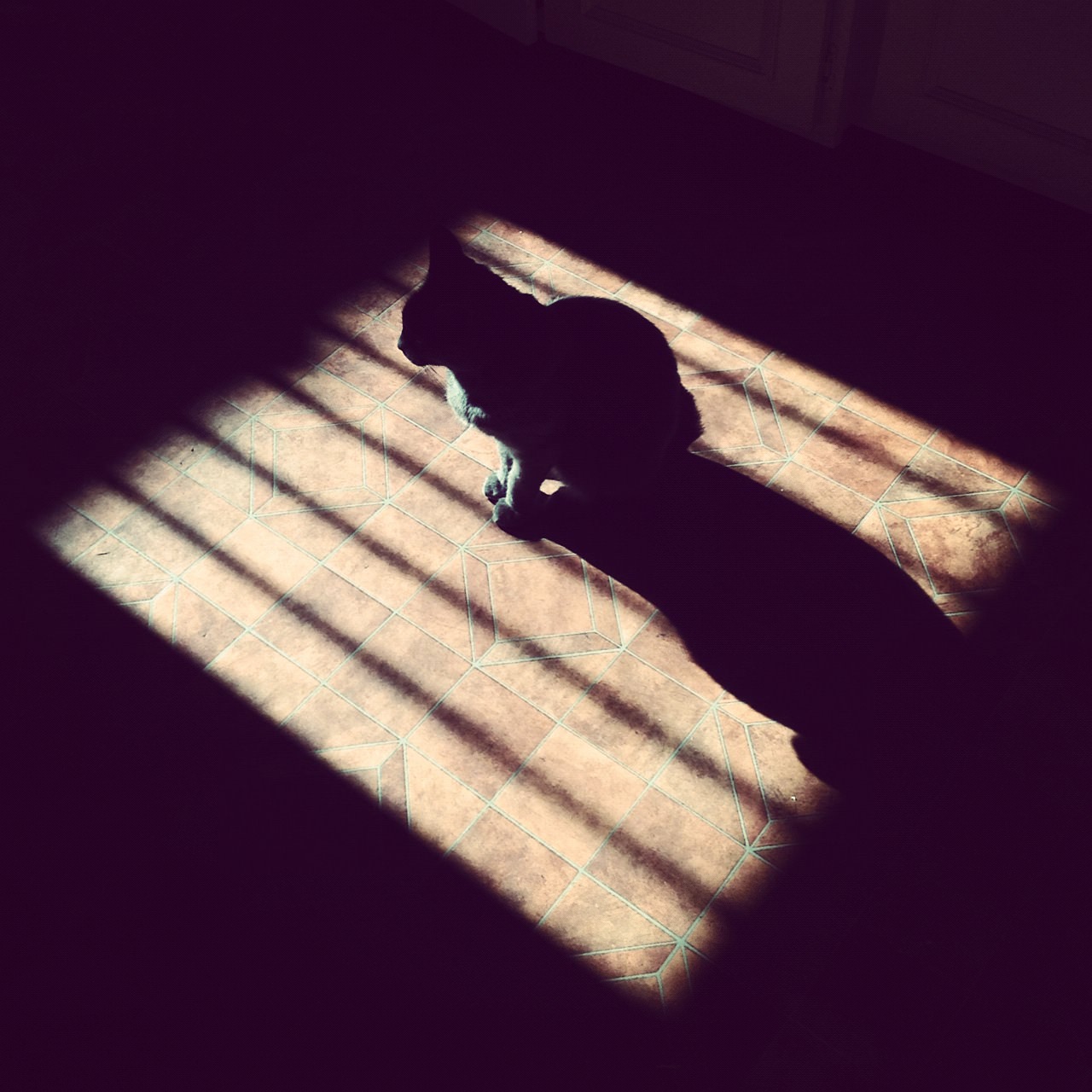 shadowcat