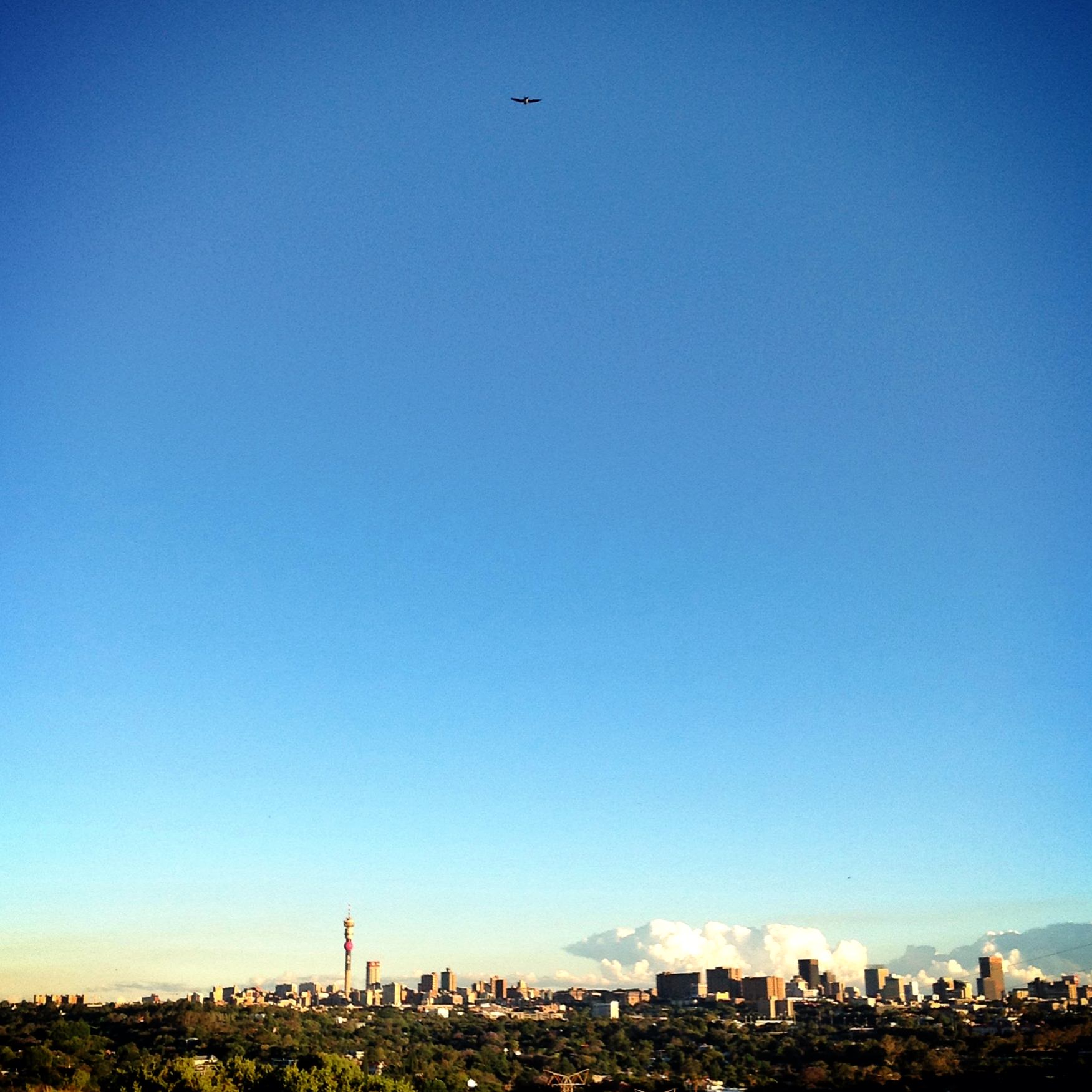 Bird over koppies