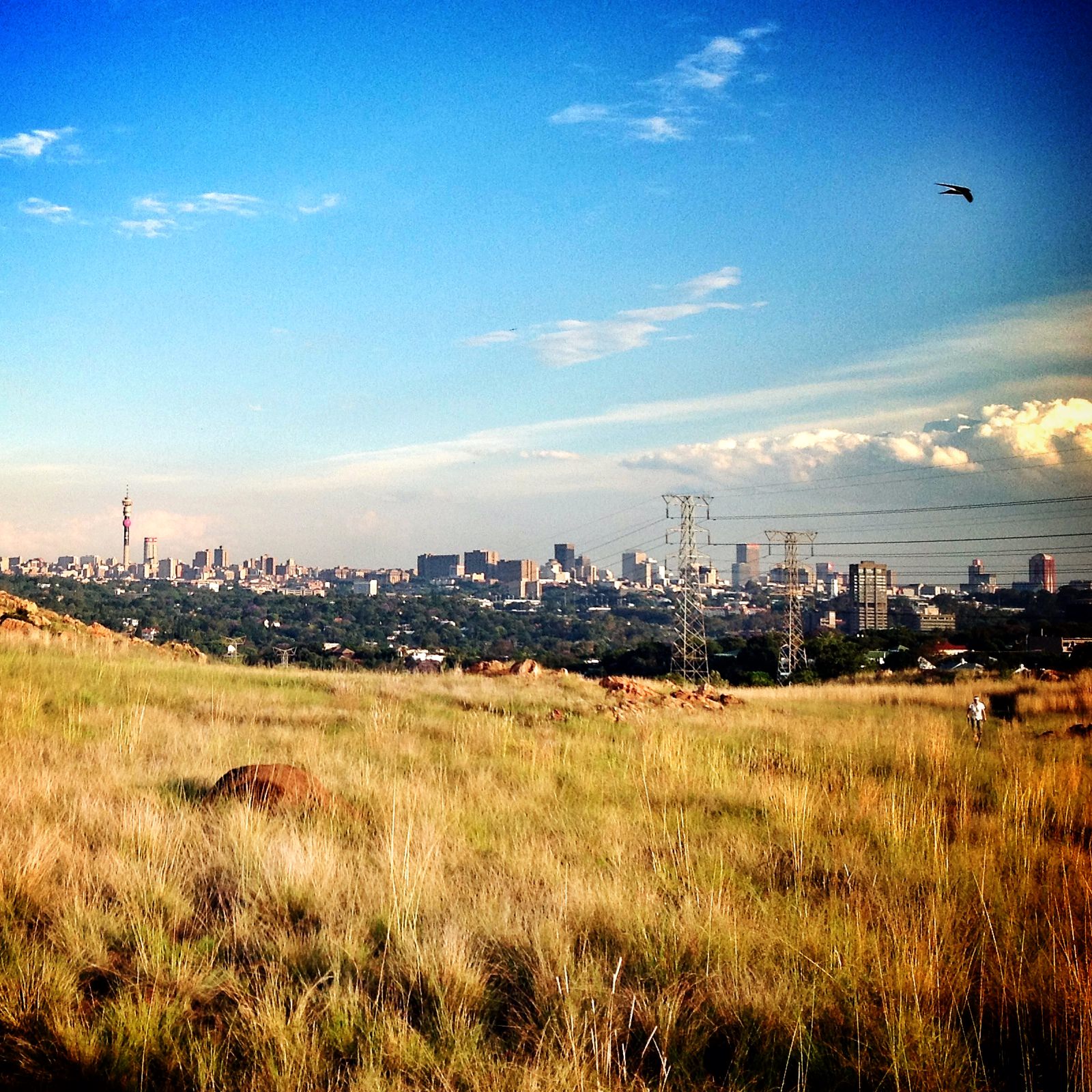 Koppies skyline