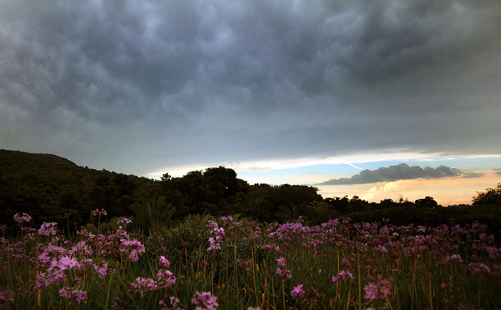 Walter Sisulu clouds small