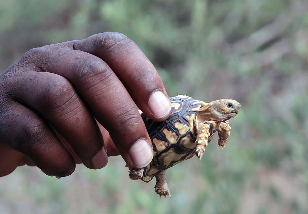 baby tortoise