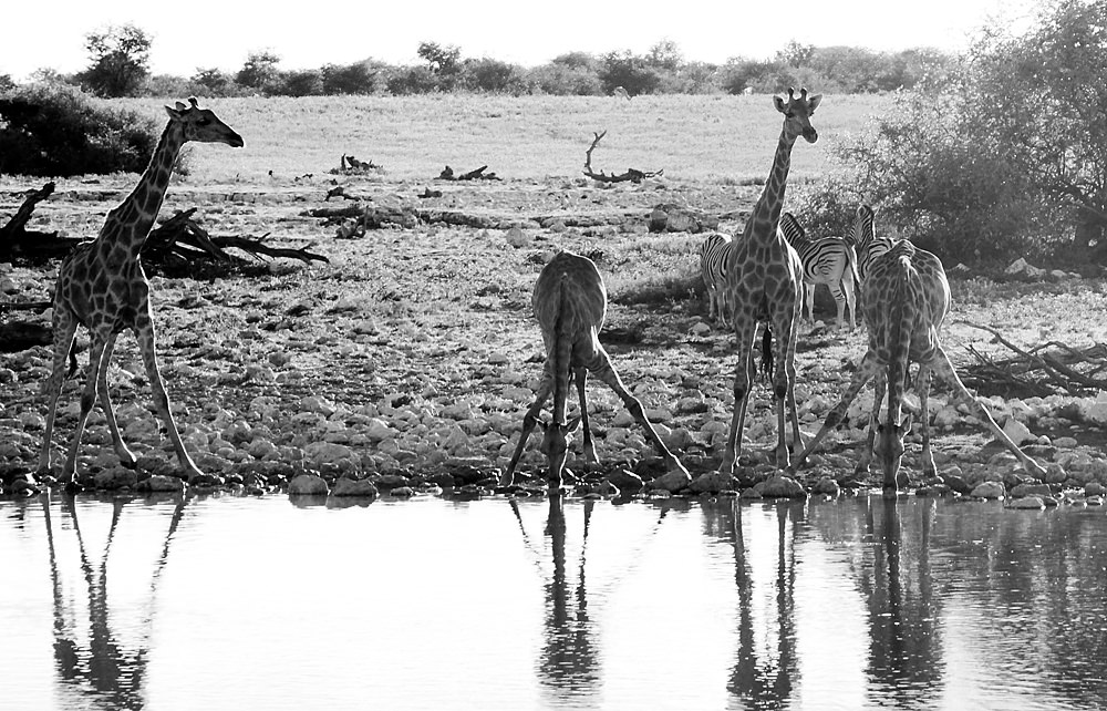 giraffes drinking