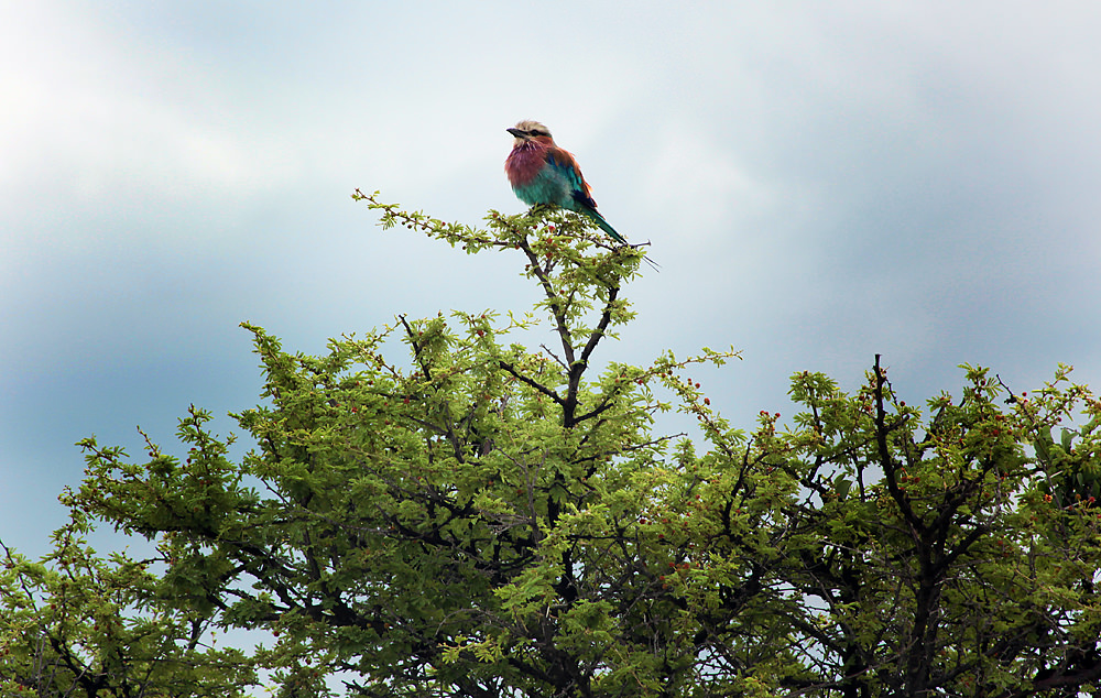 lilac-breasted roller