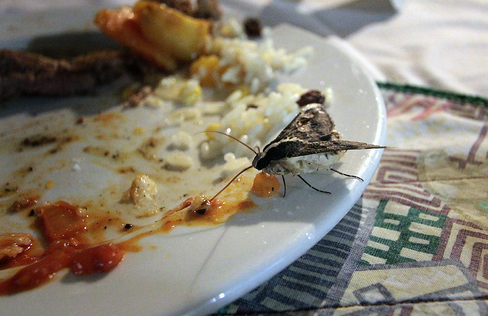 moth on plate