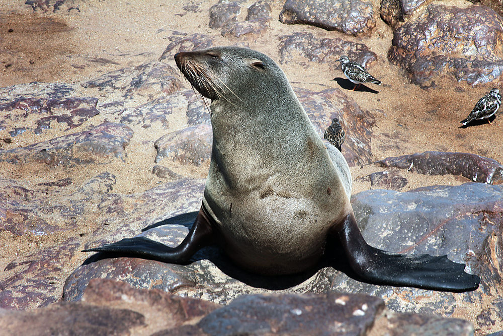 sunbathing seal