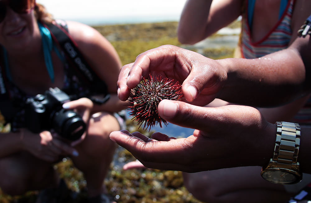 sea urchin