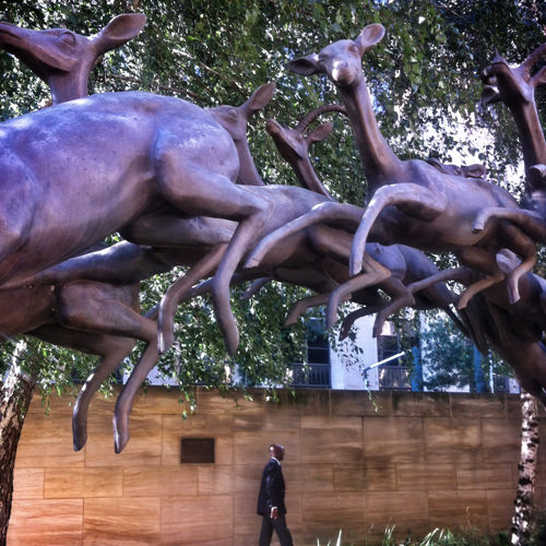 Leaping Impala instagram