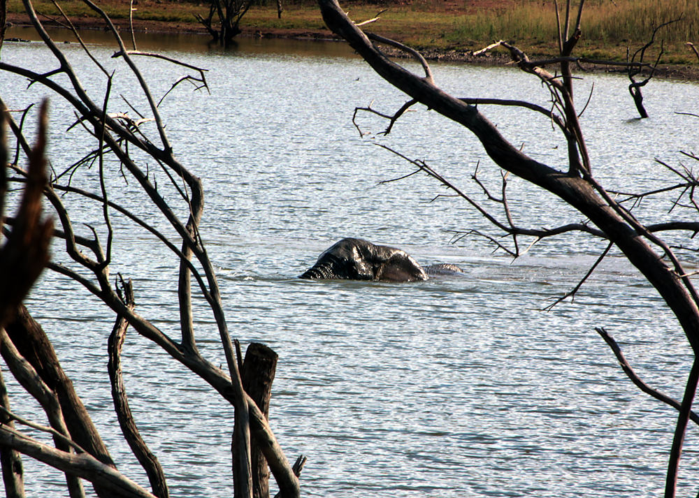elephant swimming