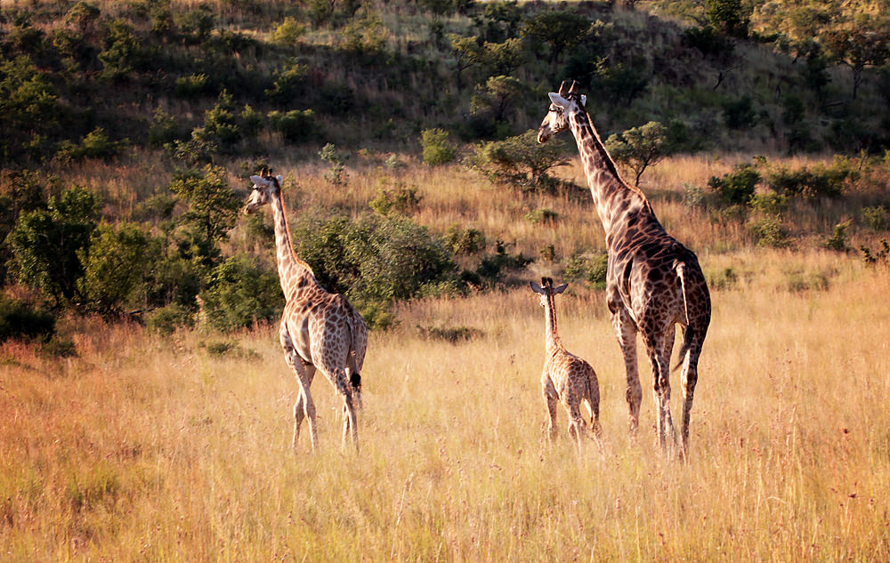 giraffe family