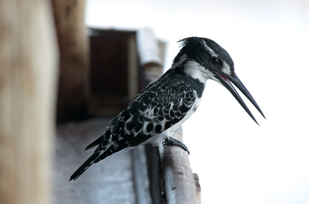 kingfisher looking out