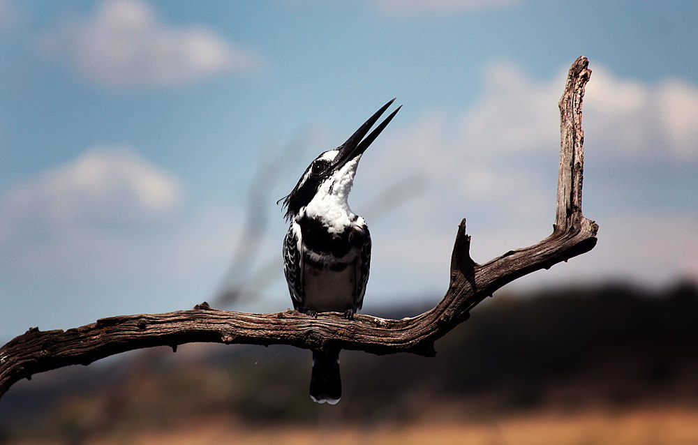 kingfisher looking up