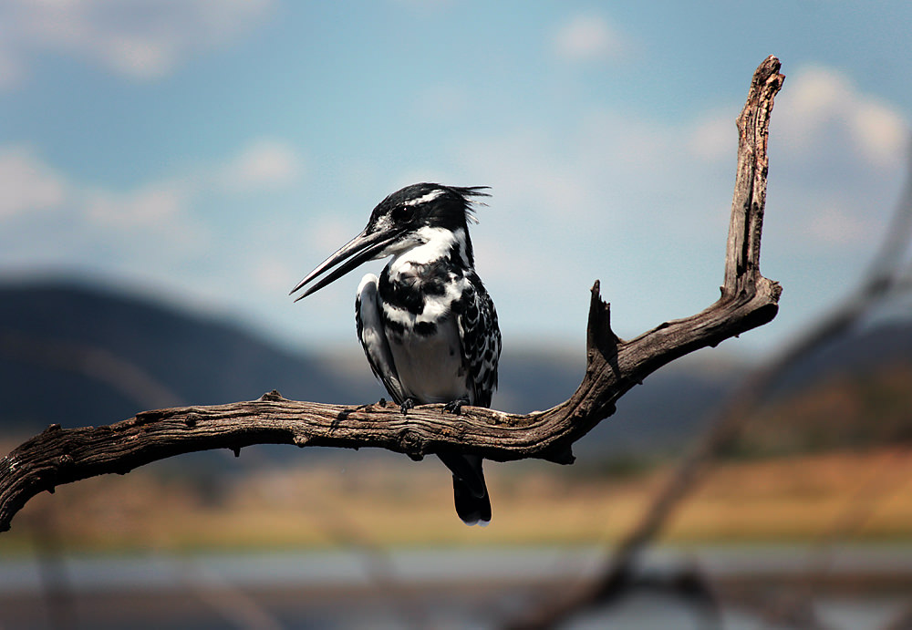 kingfisher on branch