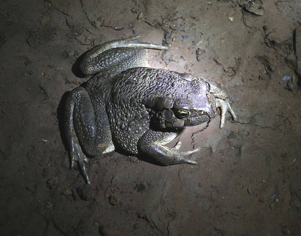 the keeper of the dynamite