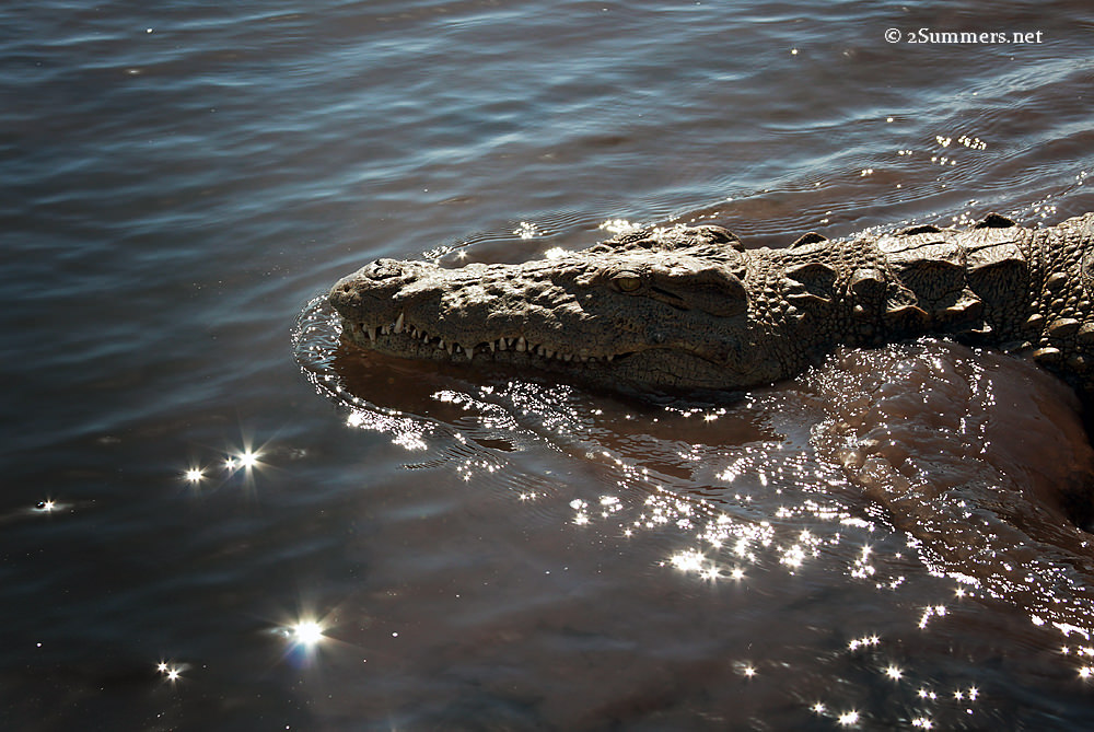 Croc in water