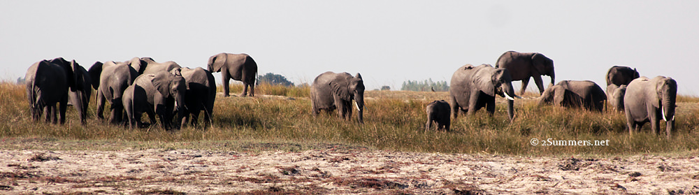 Elephant group