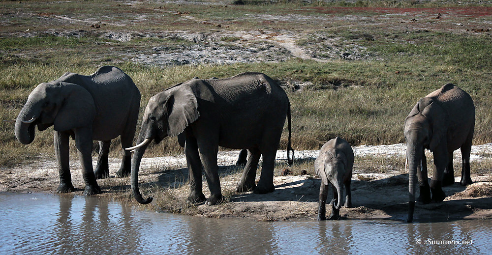 Elephants drinking