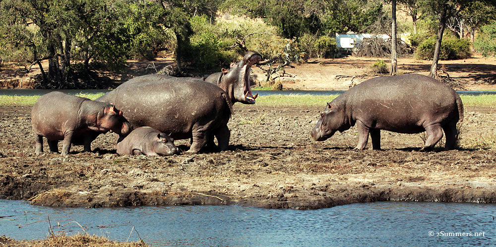 Hippo yawn