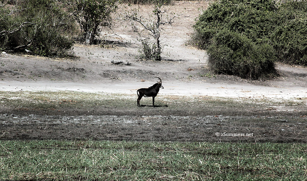 Sable antelope