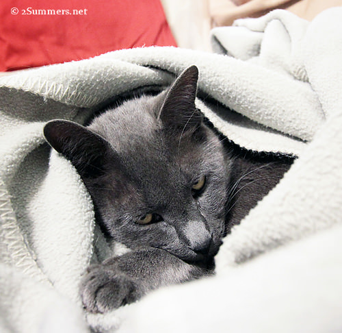 cat in blanket