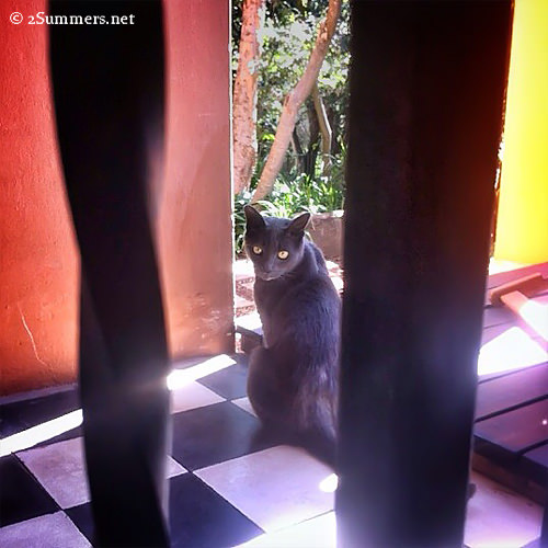 cat through the bars