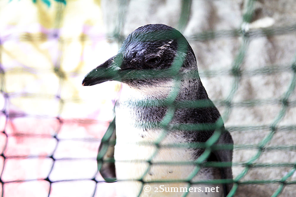 Penguin through mesh