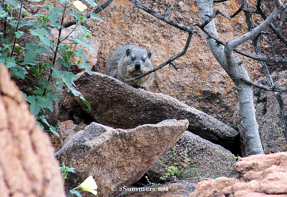 Lonehill Dassie_edited-1