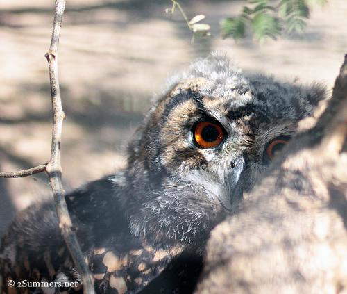 2Summers Logo Featured Post