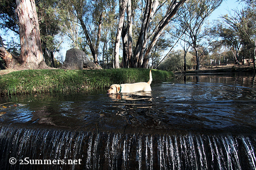 Parkmore - Field and Study dog
