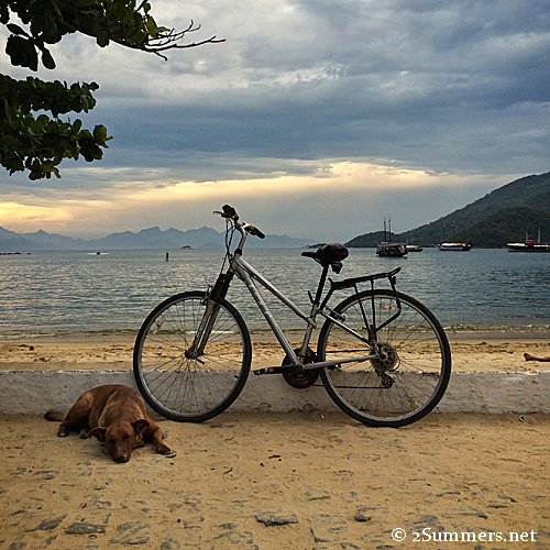 Dog and bike