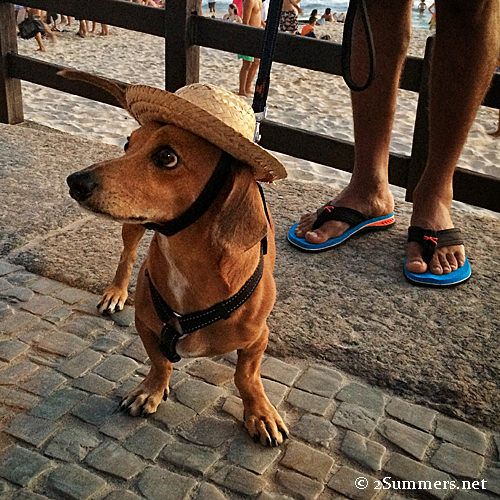 Dog in hat
