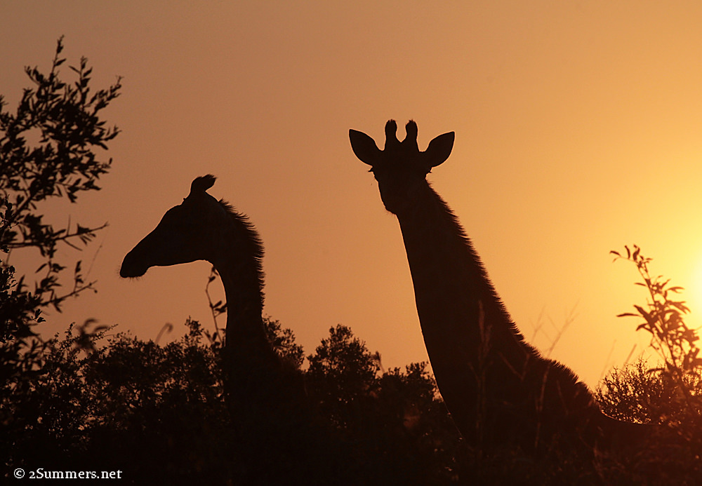 Giraffe sunset
