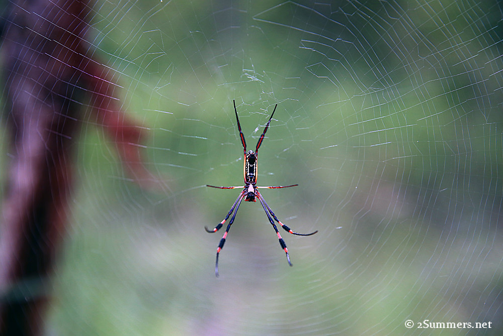 12Golden orb spider