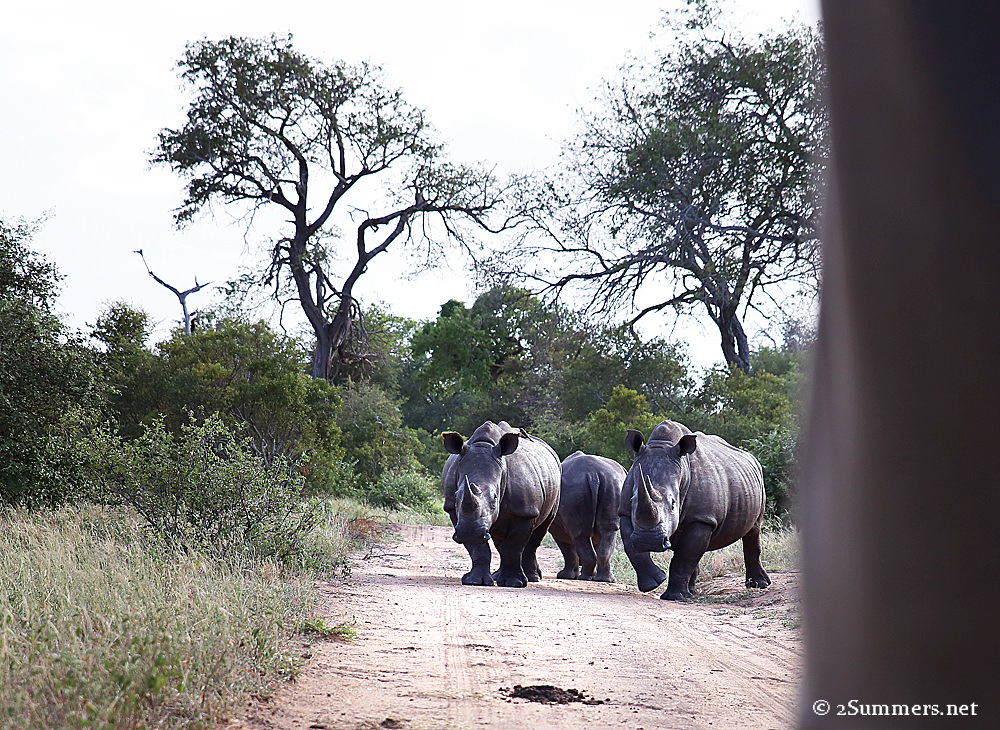 17Rhinos approaching