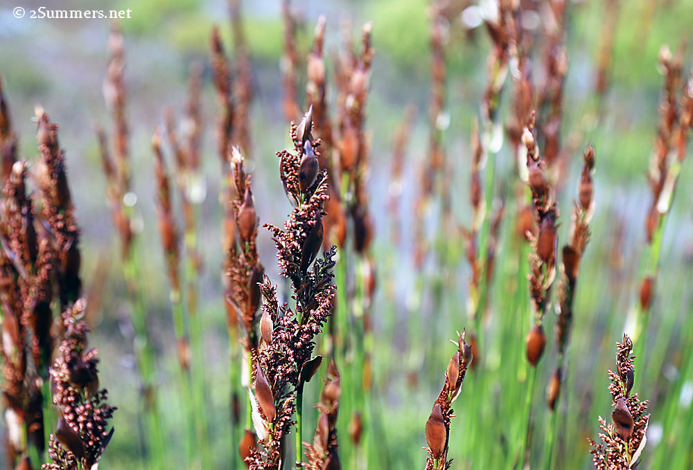 Grootbos fynbos grass