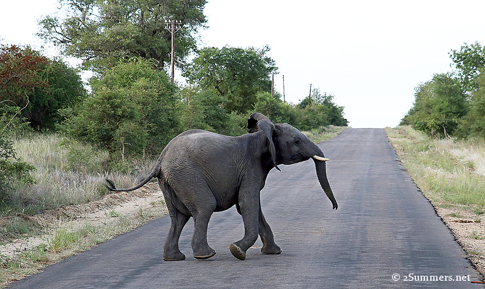 06Elephant crossing