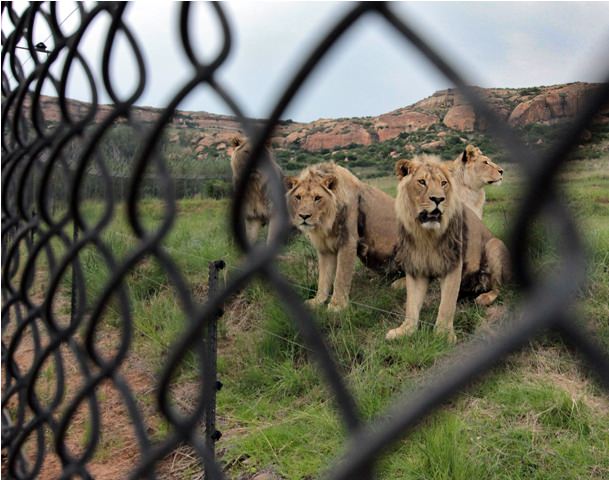 lionsrock lions fence