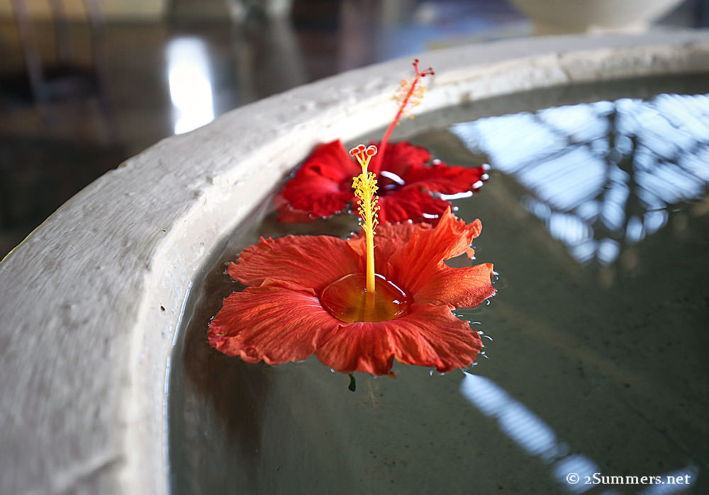 Prince-Maurice-hibiscus