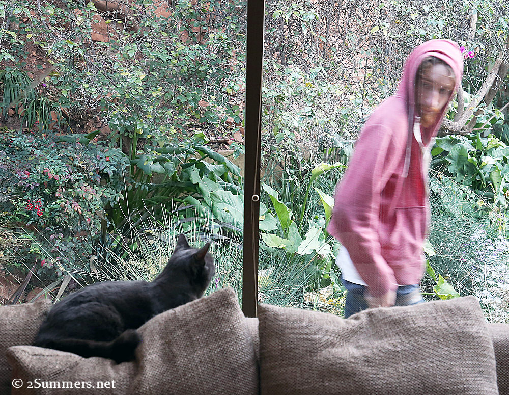 Smokey at window Ray