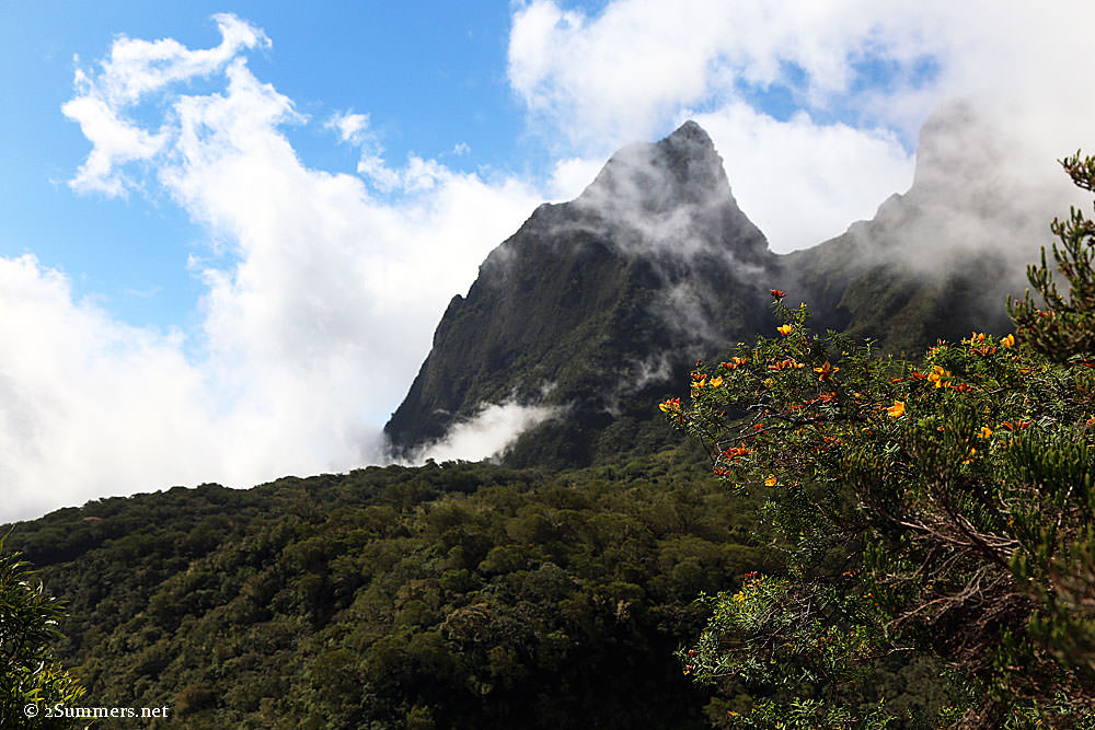 Mountain-and-flowers