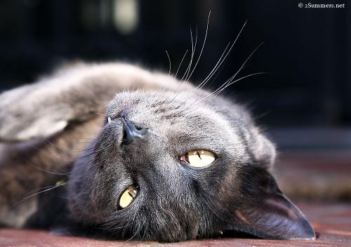 2Summers Logo Featured Post