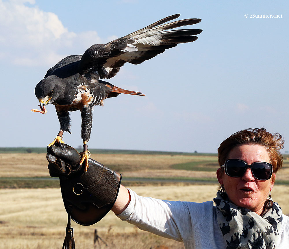 Jackal-buzzard-and-Di