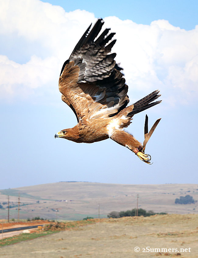 Tawny-eagle-flying
