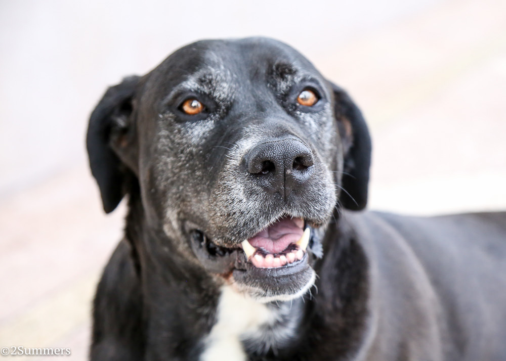 Dog at the L. Ron Hubbard House