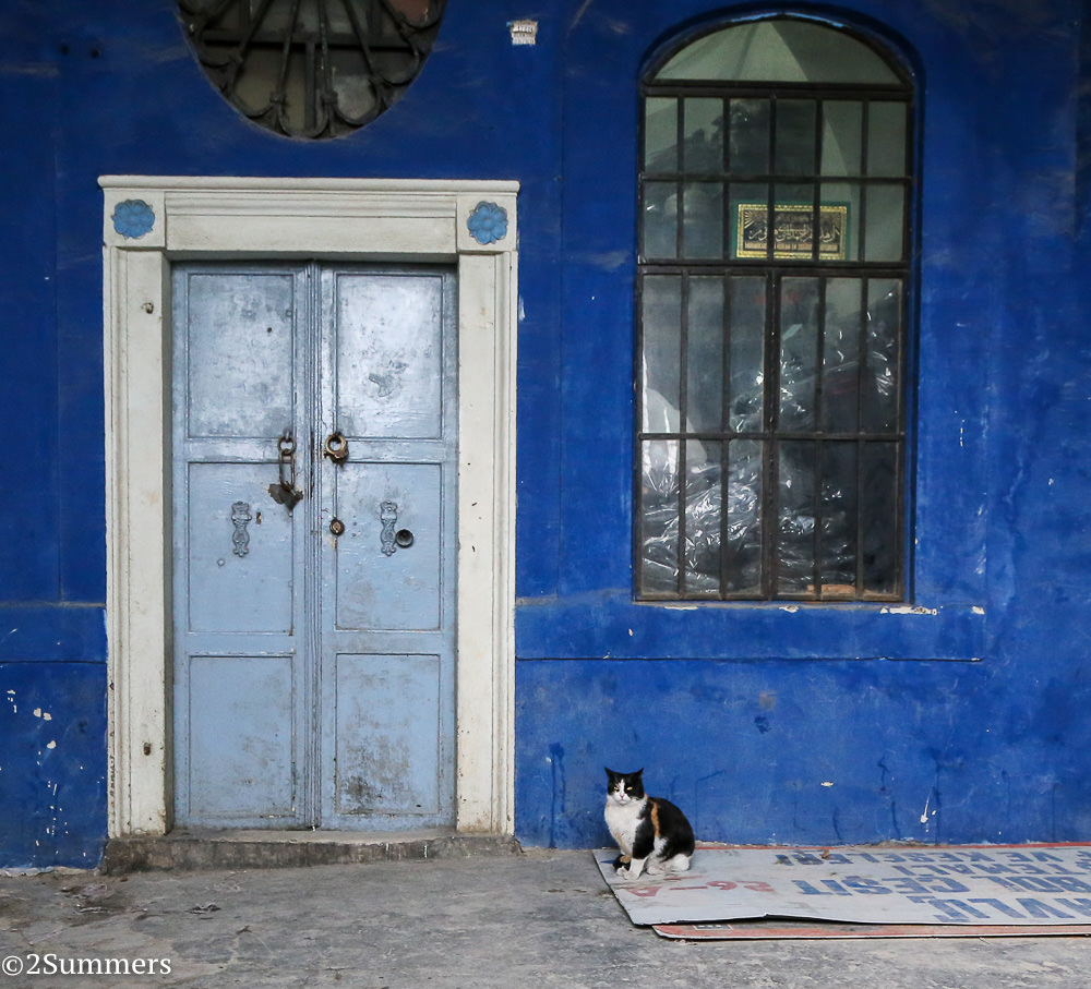 Istanbul cats-0271