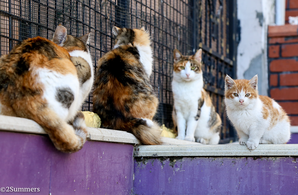 Istanbul cats-2-3
