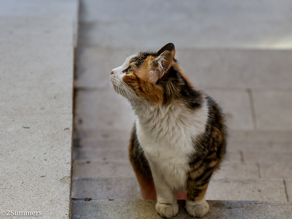 Istanbul cats-2-5