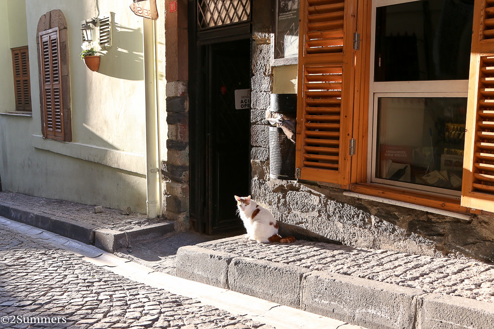 Istanbul cats-8571