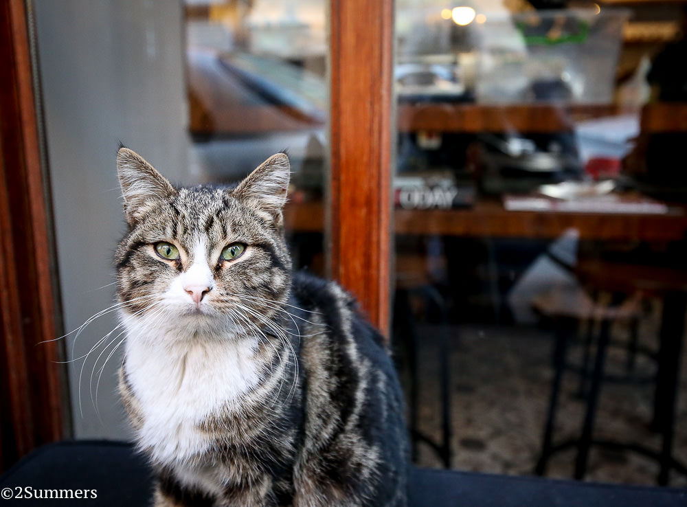 Istanbul cats-9963