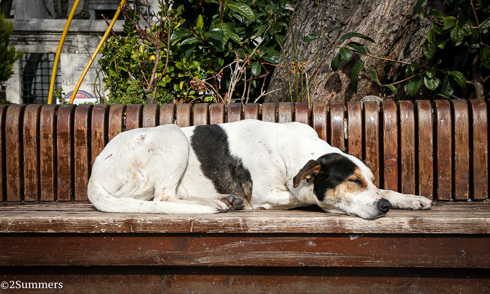 Istanbul dog-0098
